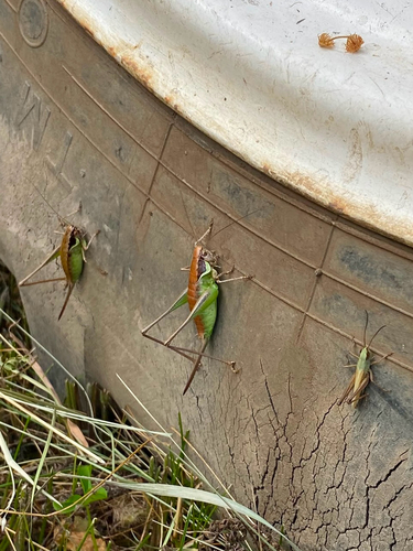 Littoral Dark Bush-cricket