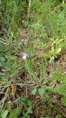 Vicia bithynica