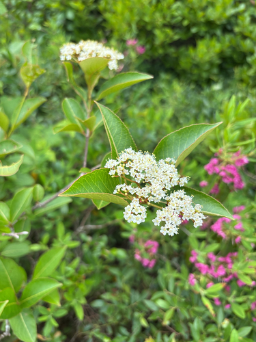 northern wild raisin