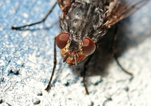 Blaue Schmeißfliege