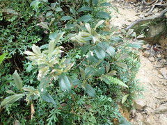 Symplocos macrostroma