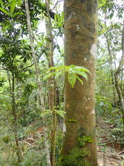 Elaeocarpus japonicus