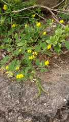 Lotus ornithopodioides