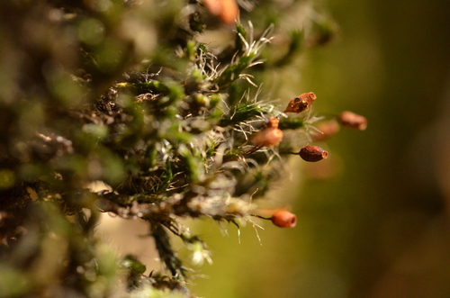Grimmia ovalis observed 2026-07-13