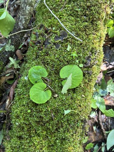 Viola renifolia, photograph 5