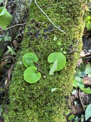 Viola renifolia, photograph (c) Arthur Whiting, some rights reserved (CC BY)