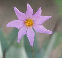 Dahlia sherffii