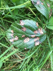 Sphaerulina westendorpii