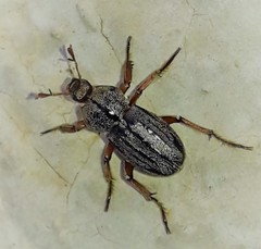 Faula centralis