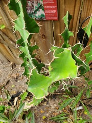 Euphorbia pseudocactus