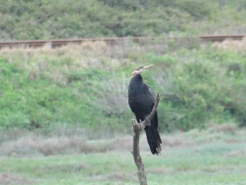 iNaturalist image