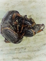 Faula centralis