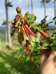 Iochroma fuchsioides, photograph author not stated, no rights reserved