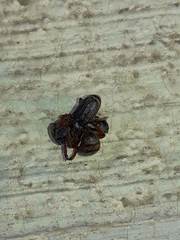 Faula centralis