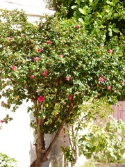 Hibiscus rosa-sinensis