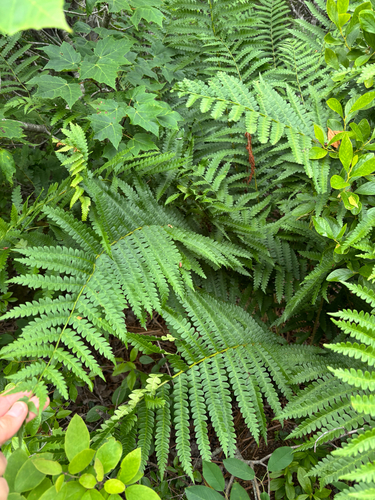 cinnamon fern
