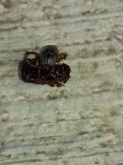 Faula centralis