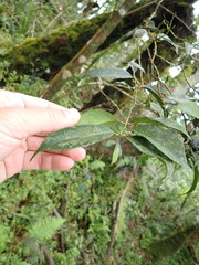 Ilex ficoidea
