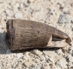 Crocodylia