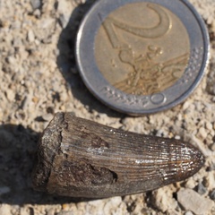 Crocodylia