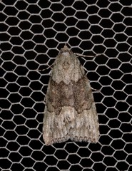 Calathusa basicunea