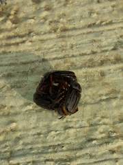 Faula centralis