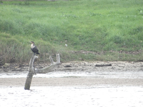 iNaturalist: (c) dupreezf, some rights reserved (CC BY-NC) iNaturalist image
