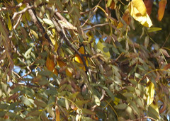 Myioborus brunniceps