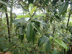 Pyrenaria microcarpa