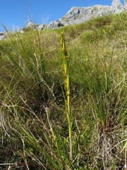 Aciphylla anomala