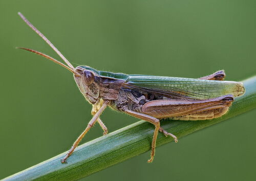 Lesser Marsh Grasshopper
