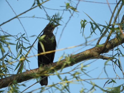 Chinese Blackbird