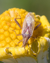 Harmostes reflexulus