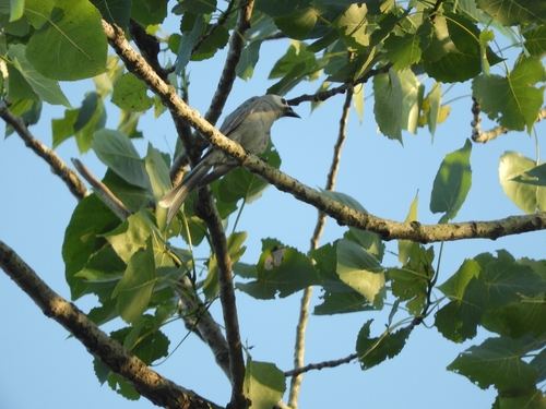 Ashy Drongo