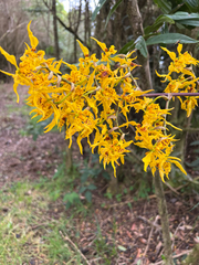 Cyrtochilum pardinum, photograph author not stated, no rights reserved