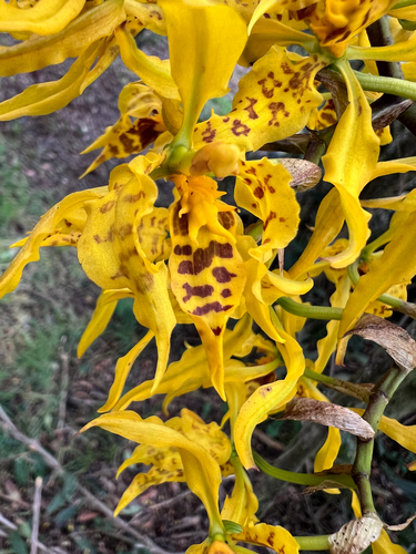 Cyrtochilum pardinum, photograph 1