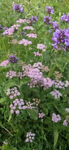 Pimpinella rhodantha, photograph 3