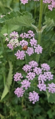 Pimpinella rhodantha, photograph (c) Алена Ручка, some rights reserved (CC BY)