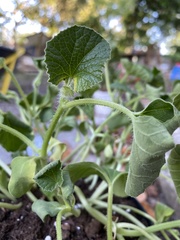 Cucumis melo inodorus