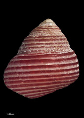 Roseaplagis mortenseni