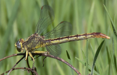 Arigomphus lentulus