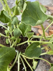 Cucumis melo inodorus