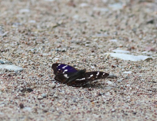 Lesser Purple Emperor