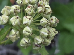 Physocarpus malvaceus, photograph author not stated, no rights reserved