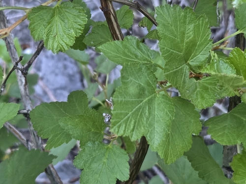 Physocarpus malvaceus, photograph 6