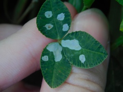 Porphyrosela minuta