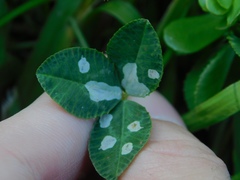 Porphyrosela minuta