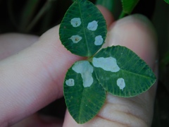 Porphyrosela minuta