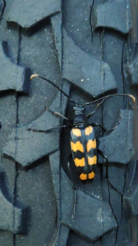 four-banded longhorn beetle