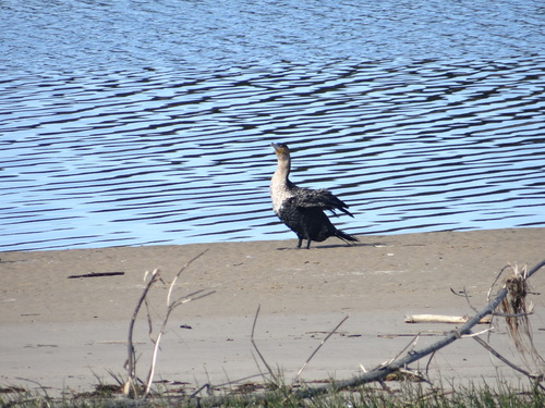 iNaturalist image